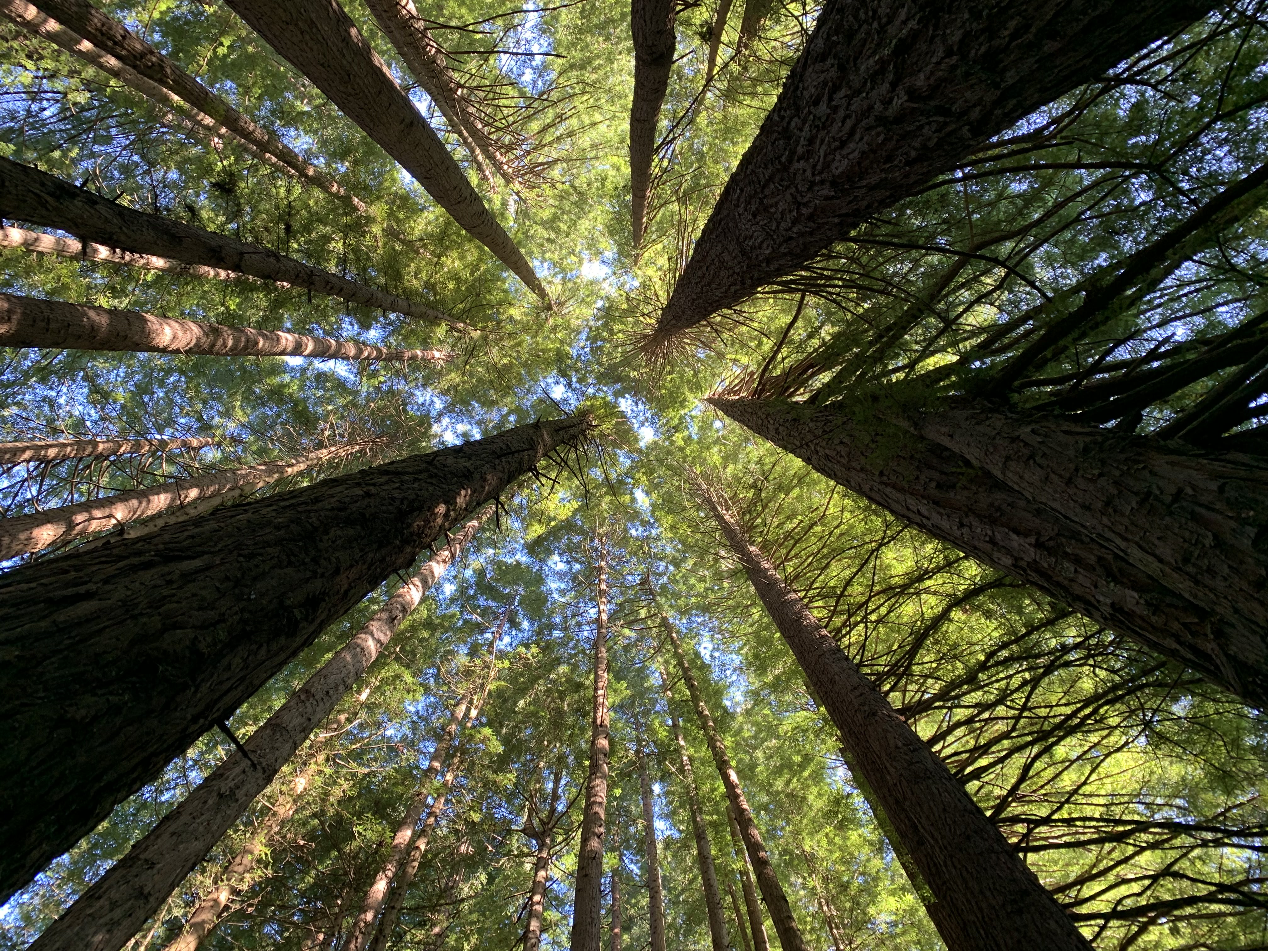 Photo taken of trees at photoshoot location